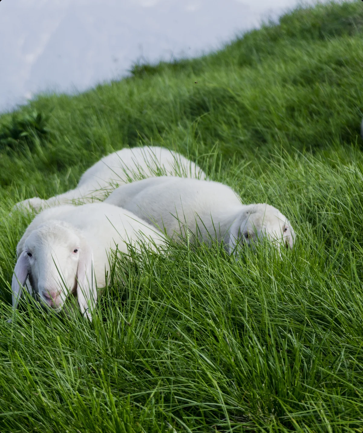 Ein Alt-Tag wegen BFSG | © DAV