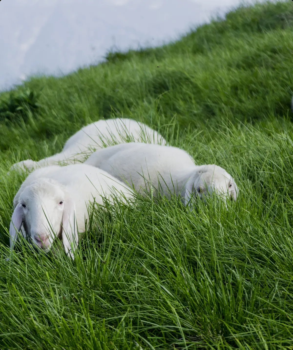 Ein Alt-Tag wegen BFSG | © DAV