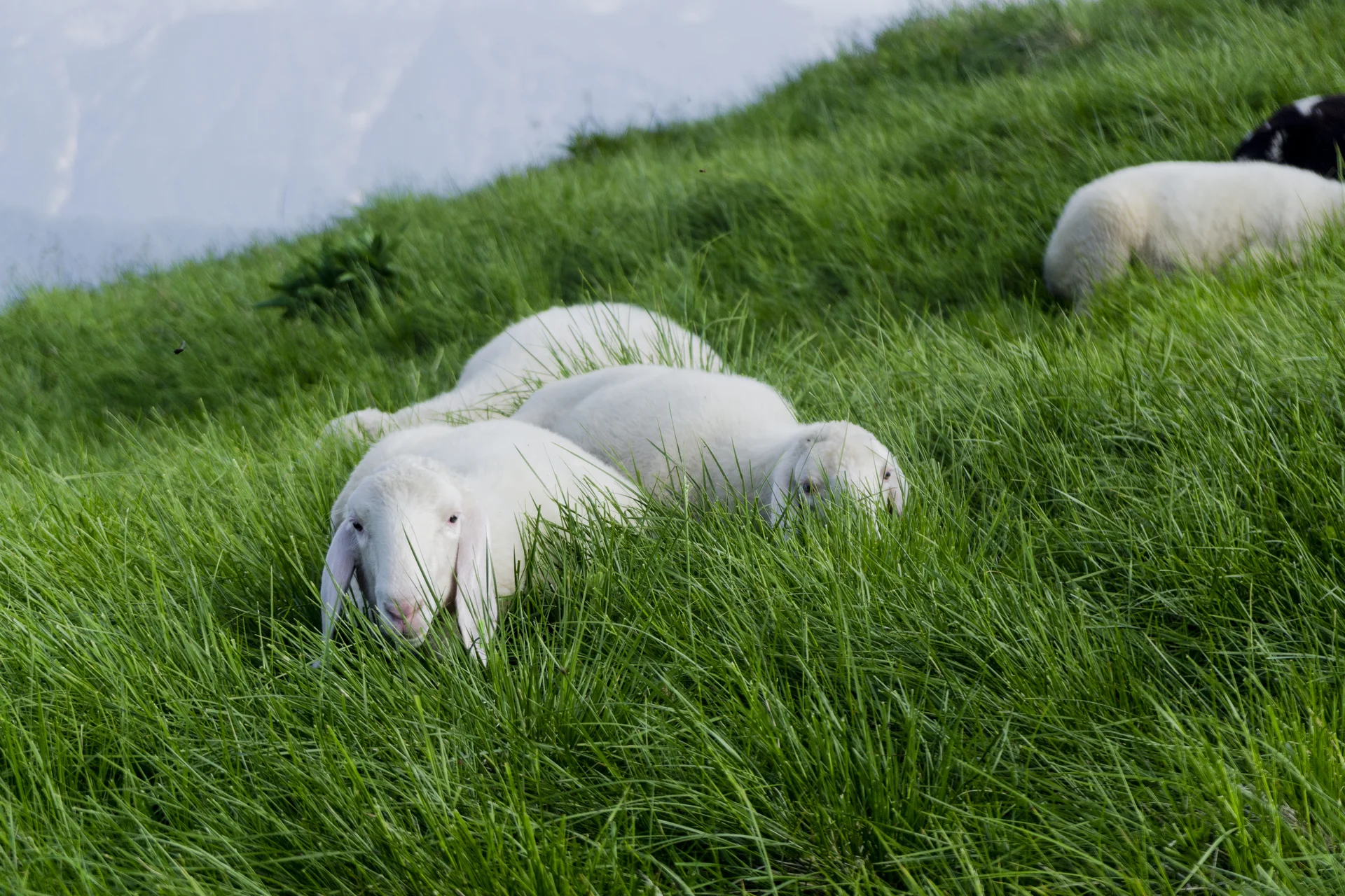 Ein Alt-Tag wegen BFSG | © DAV