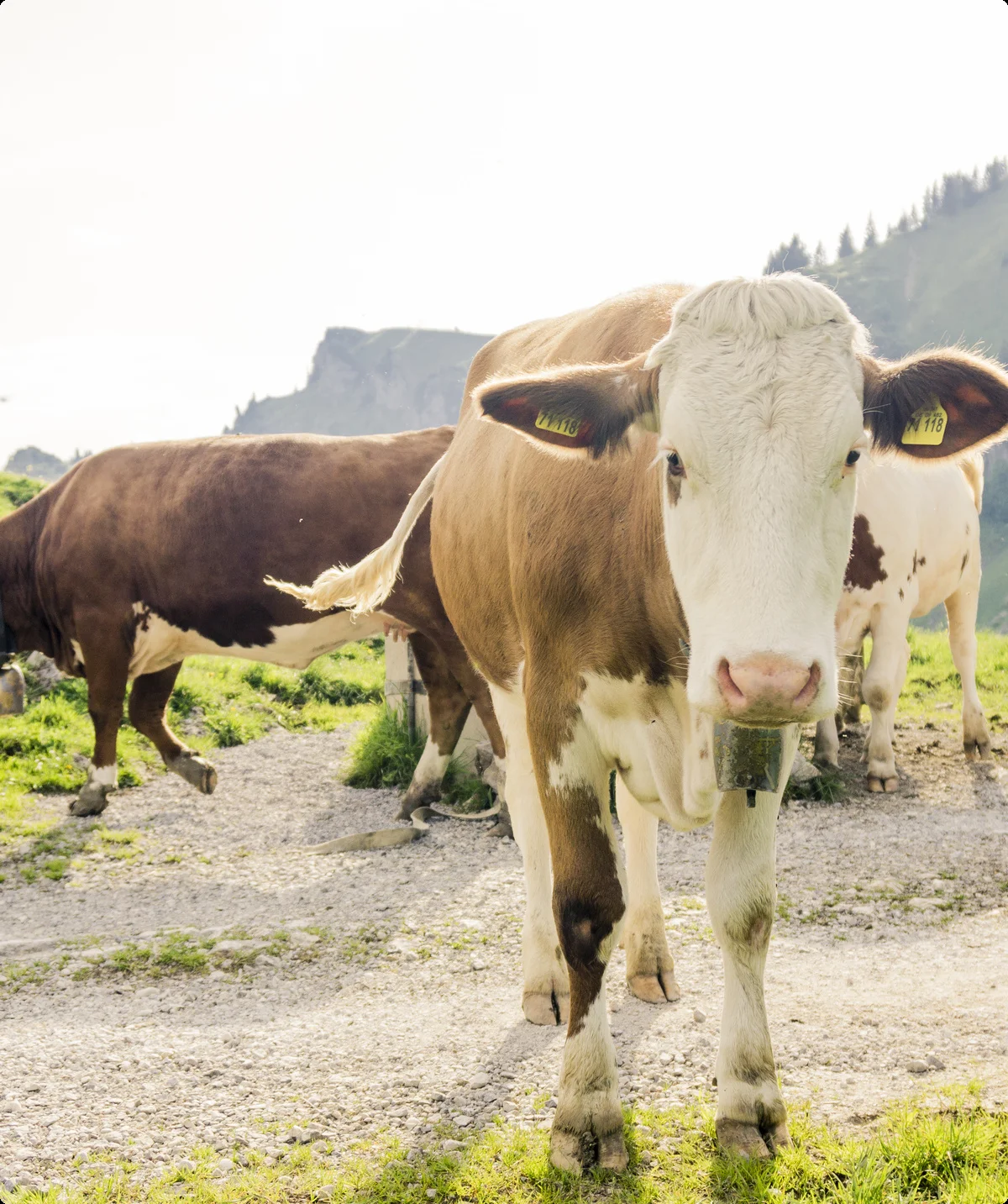 Ein Alt-Tag wegen BFSG | © DAV