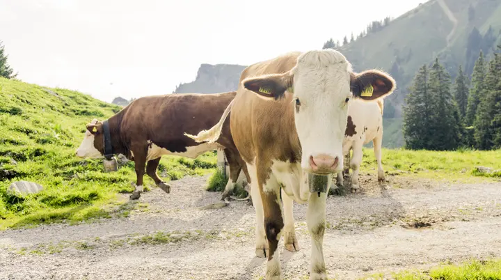 Ein Alt-Tag wegen BFSG | © DAV