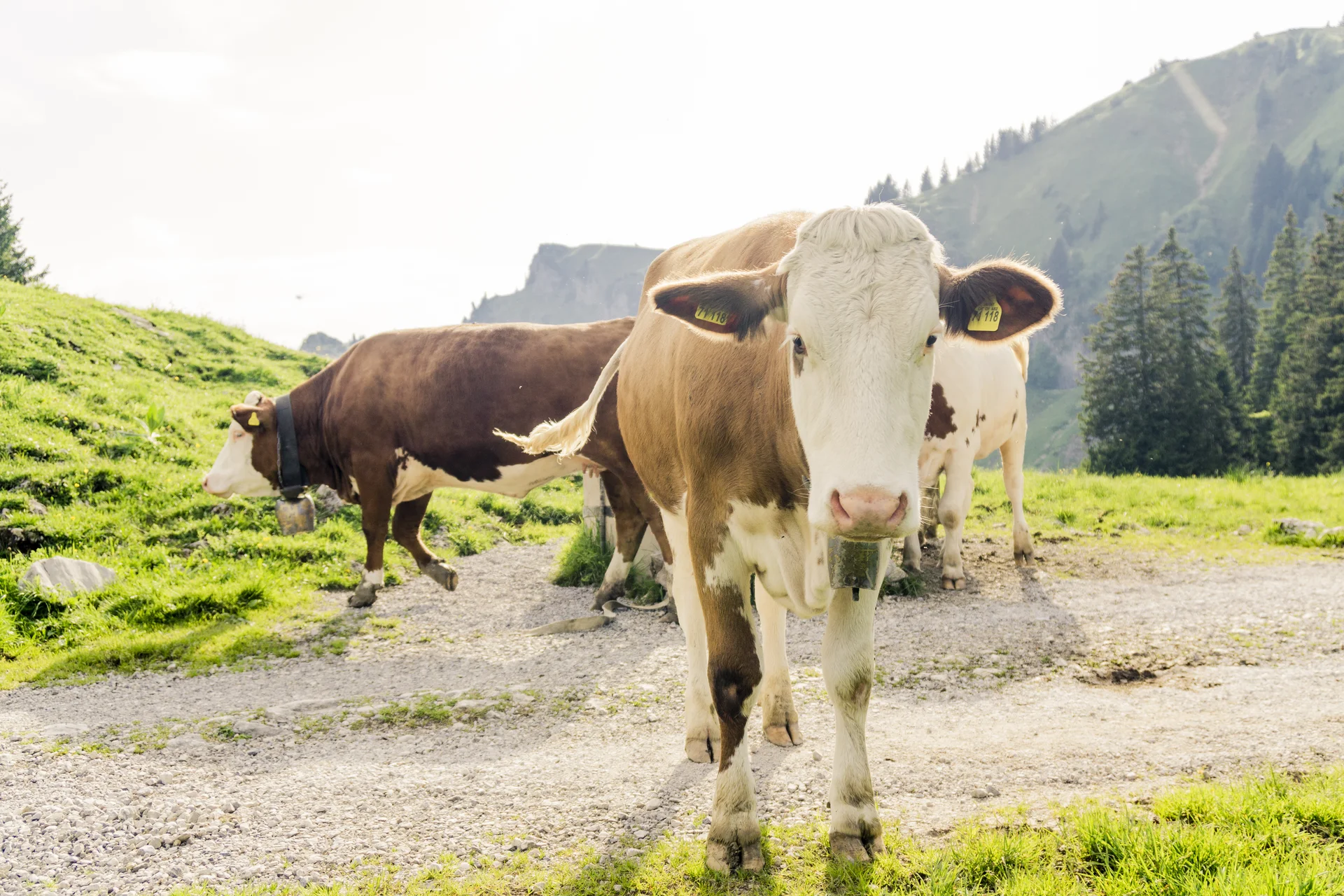 Ein Alt-Tag wegen BFSG | © DAV