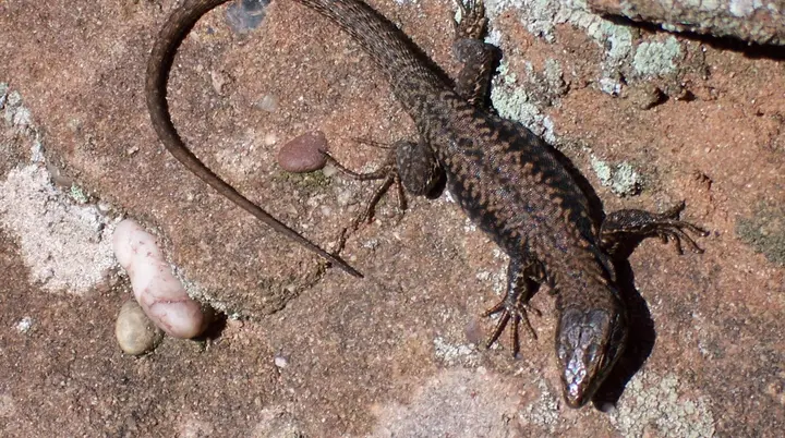 Ein Alt-Tag wegen BFSG | © DAV