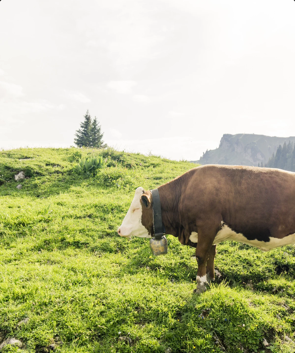 Ein Alt-Tag wegen BFSG | © DAV