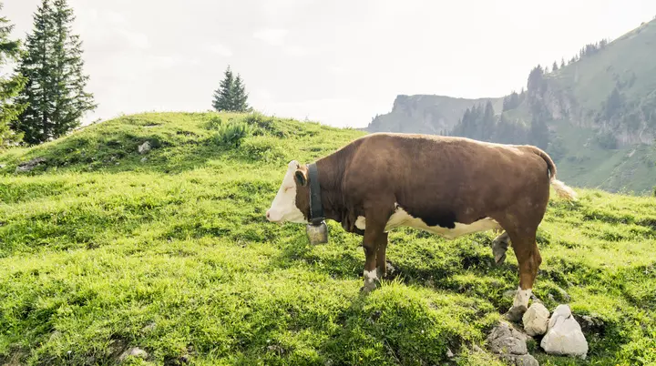 Ein Alt-Tag wegen BFSG | © DAV