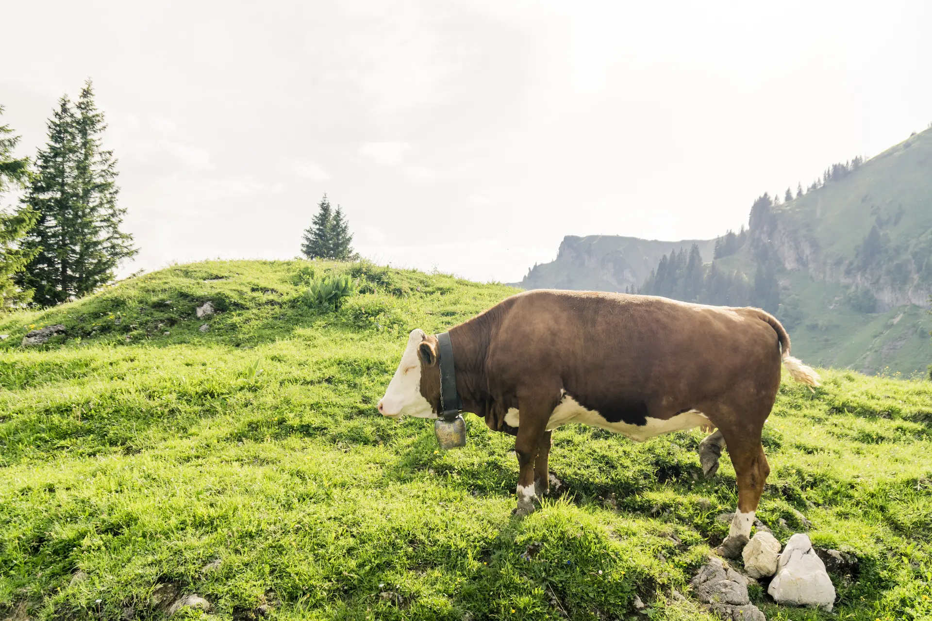 Ein Alt-Tag wegen BFSG | © DAV