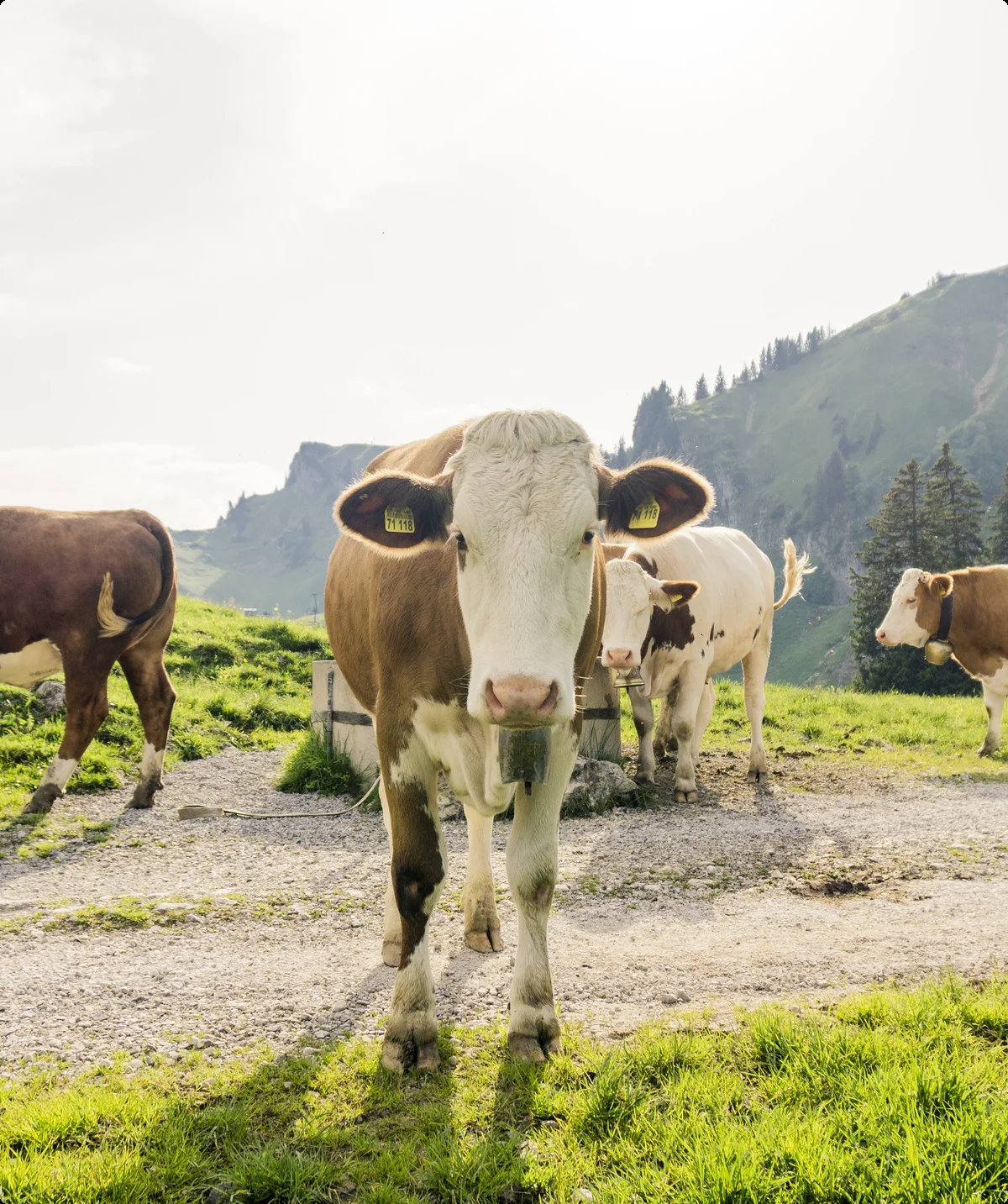 Ein Alt-Tag wegen BFSG | © DAV