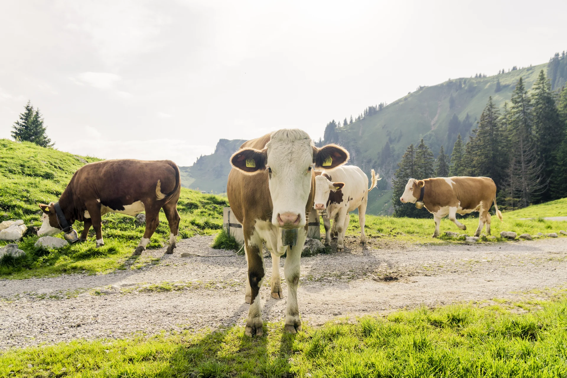 Ein Alt-Tag wegen BFSG | © DAV
